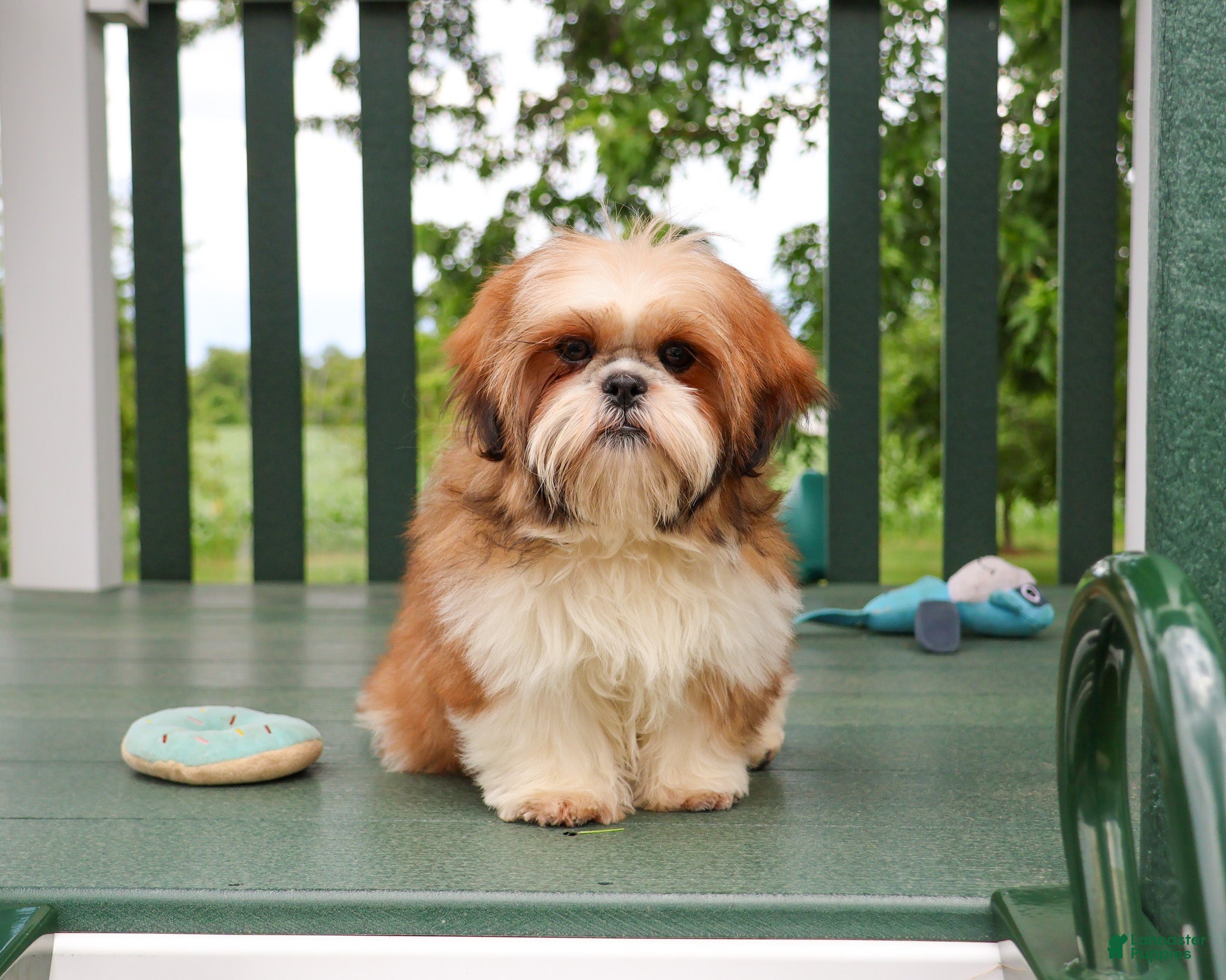 Shih Tzu dogs Tramp  - Ad 3
