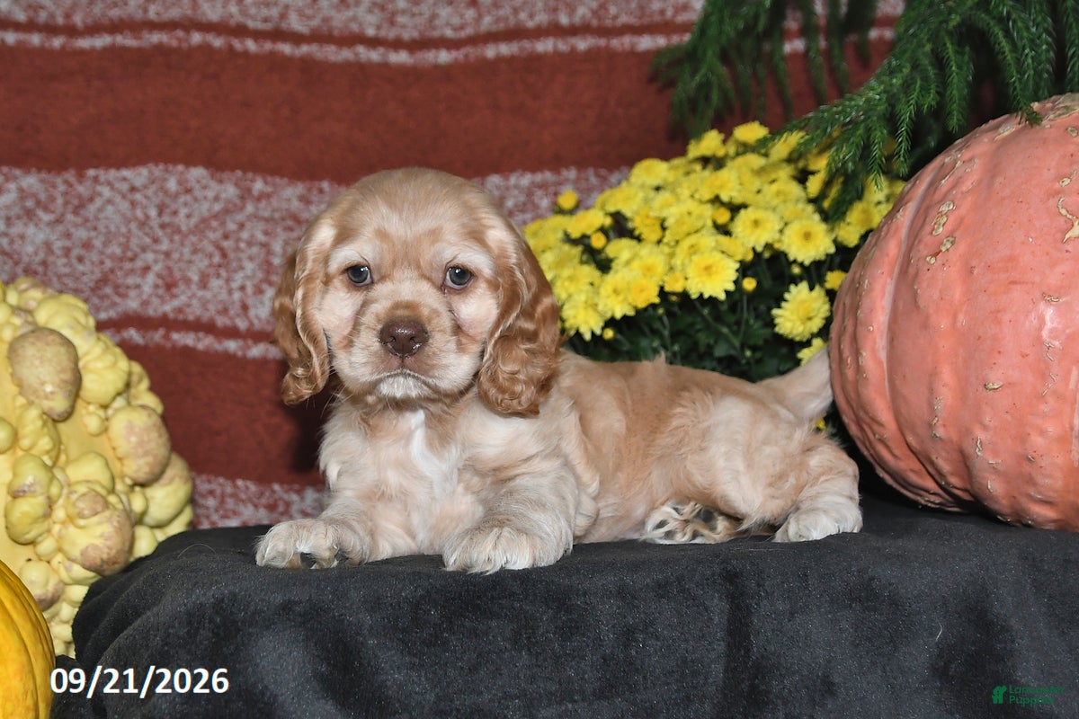 Cocker Spaniel dogs Lilly - Ad 2