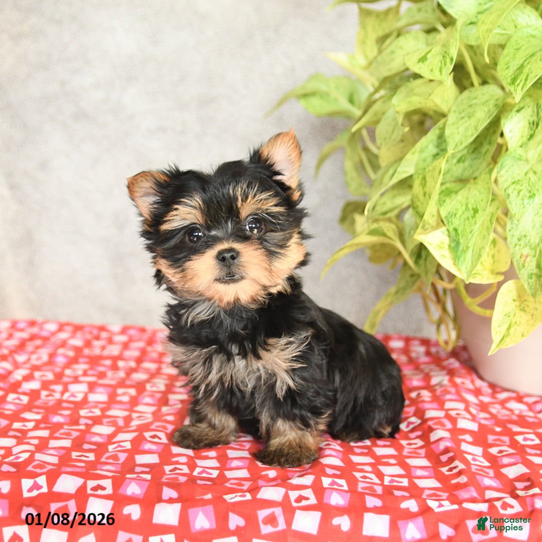 Yorkshire Terrier dogs for sale: Chase - Ad 2
