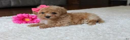 Bichpoo dogs for sale: Sasha - Ad 4