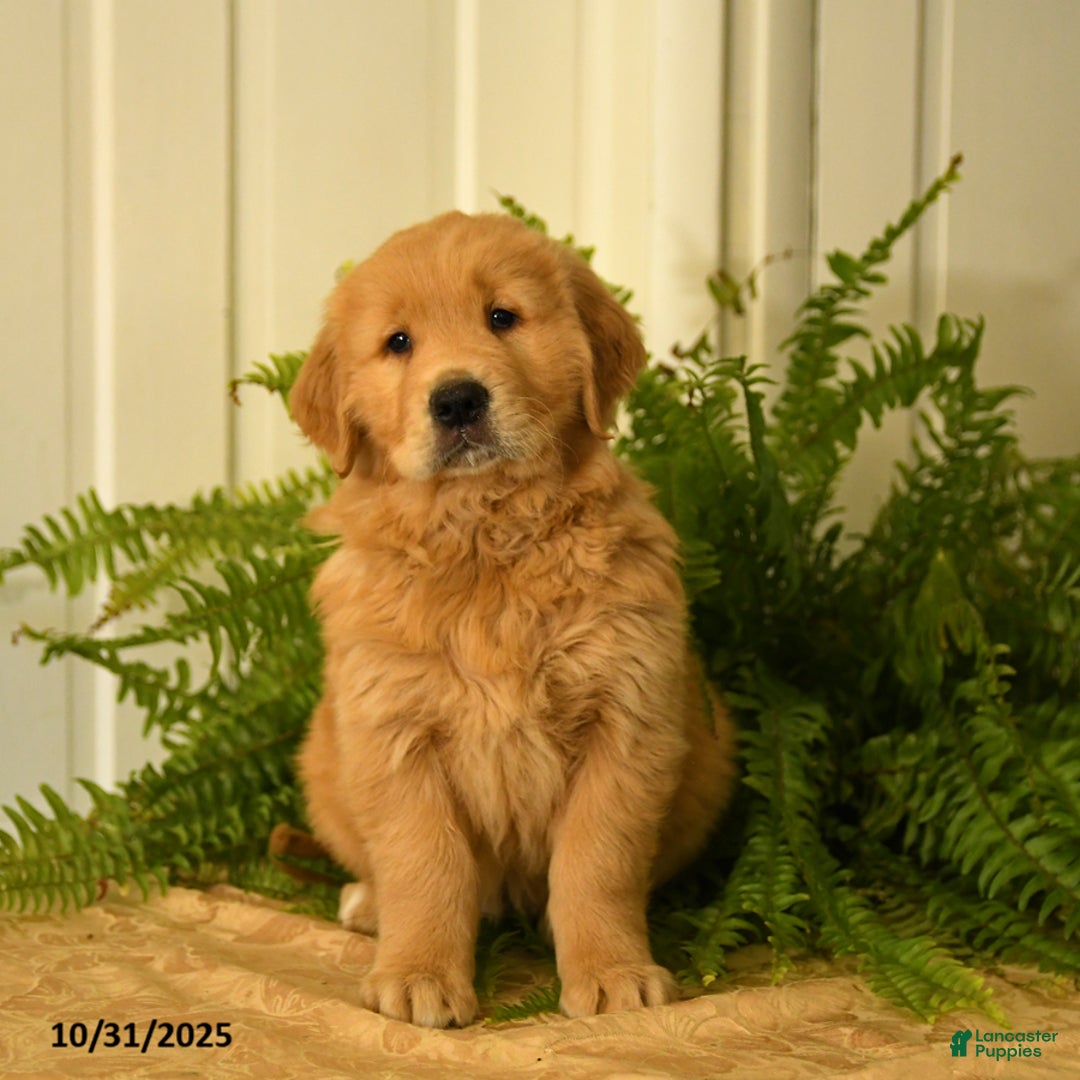 Max for sale in Lancaster Lancaster Puppies
