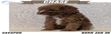 Chase