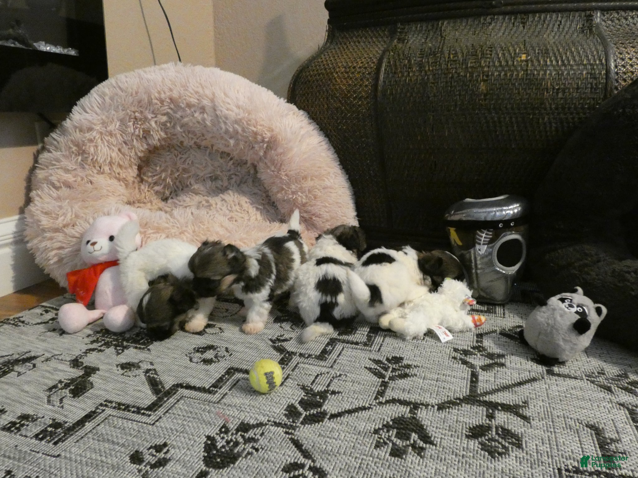 Havanese dogs Rocky-Male - Ad 2