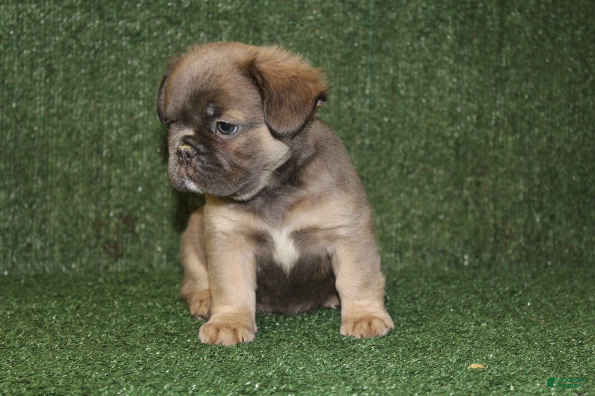 French Bulldog dogs French Bulldog 3 - Ad 2