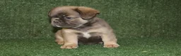 French Bulldog dogs for sale: French Bulldog 3 - Ad 2