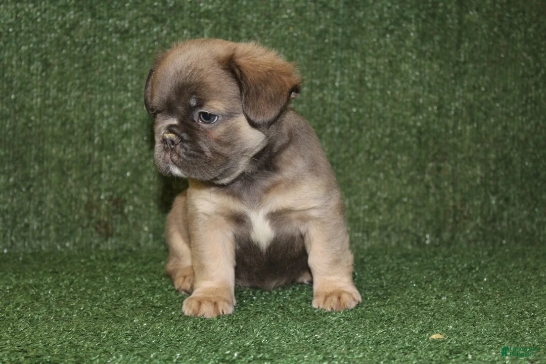 French Bulldog dogs for sale: French Bulldog 3 - Ad 2