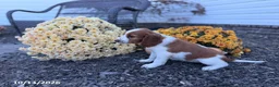 Welsh Springer Spaniel dogs for sale: Lori - Ad 20