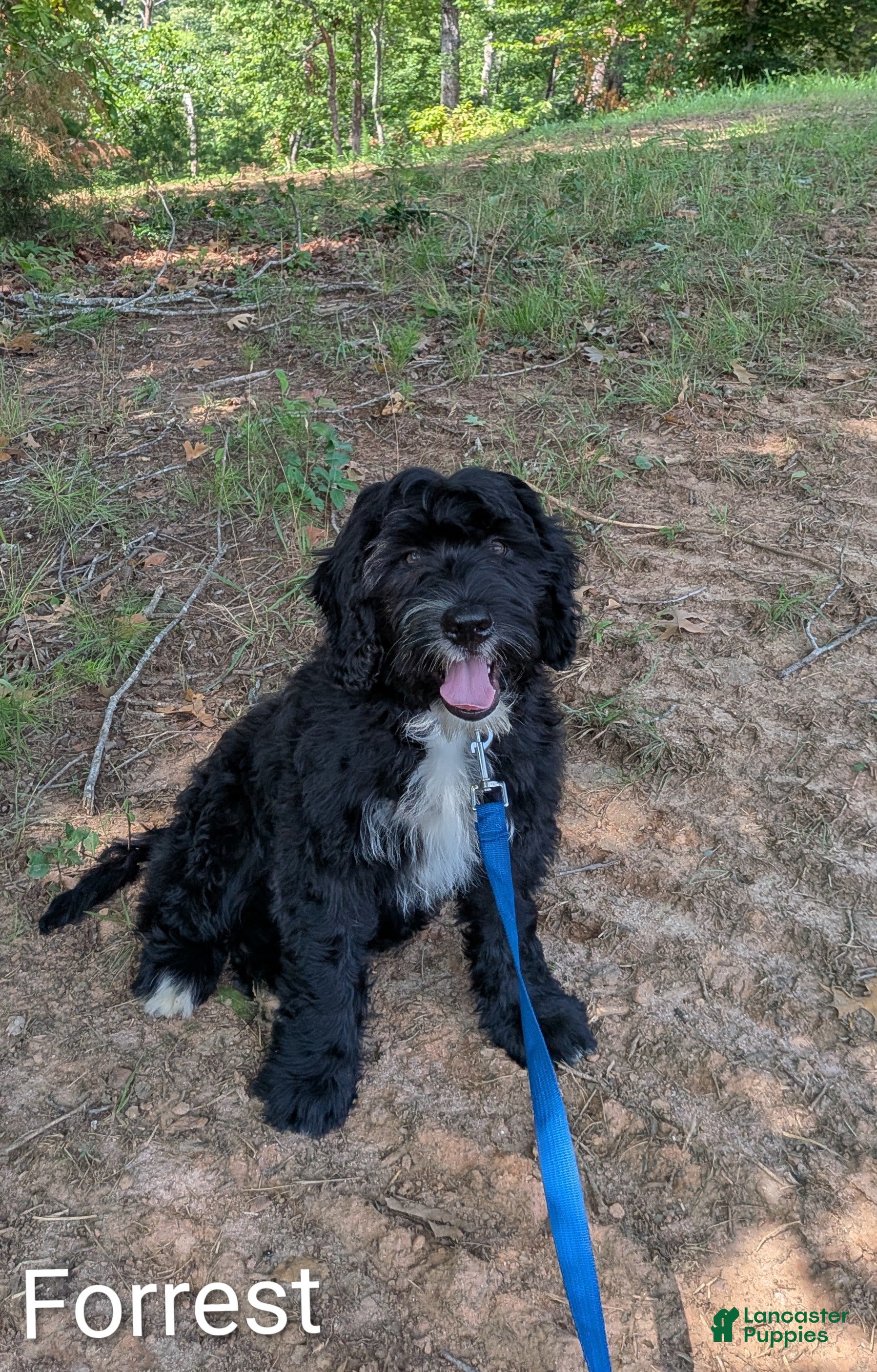 Mixed Breed dogs Forrest - Ad 2