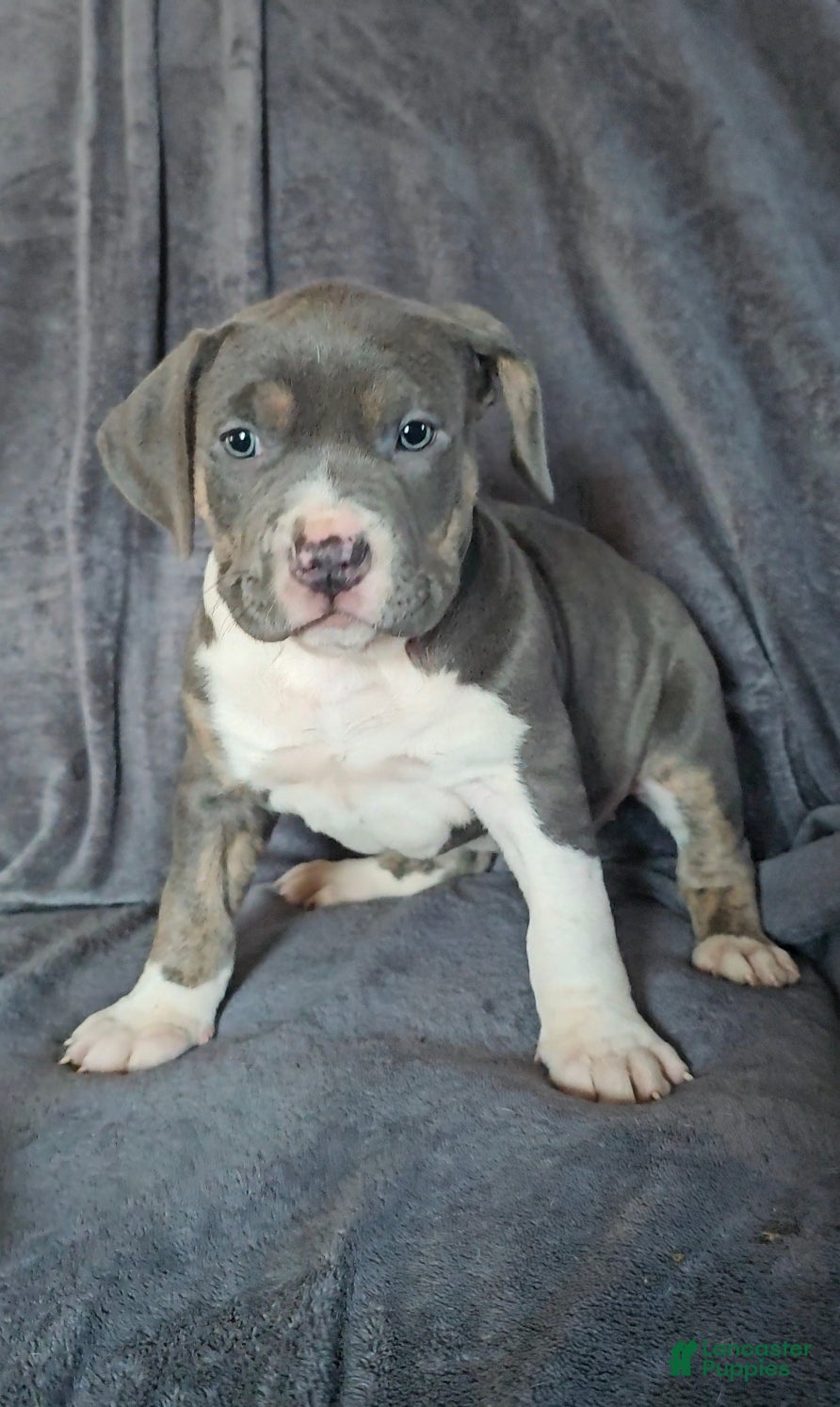 American Bully dogs American Bully Puppy - Ad 23