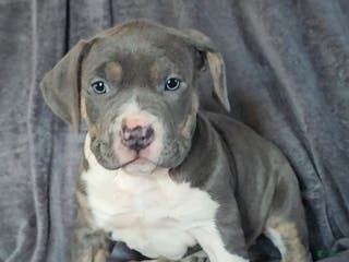 American Bully dogs American Bully Puppy - Ad 38