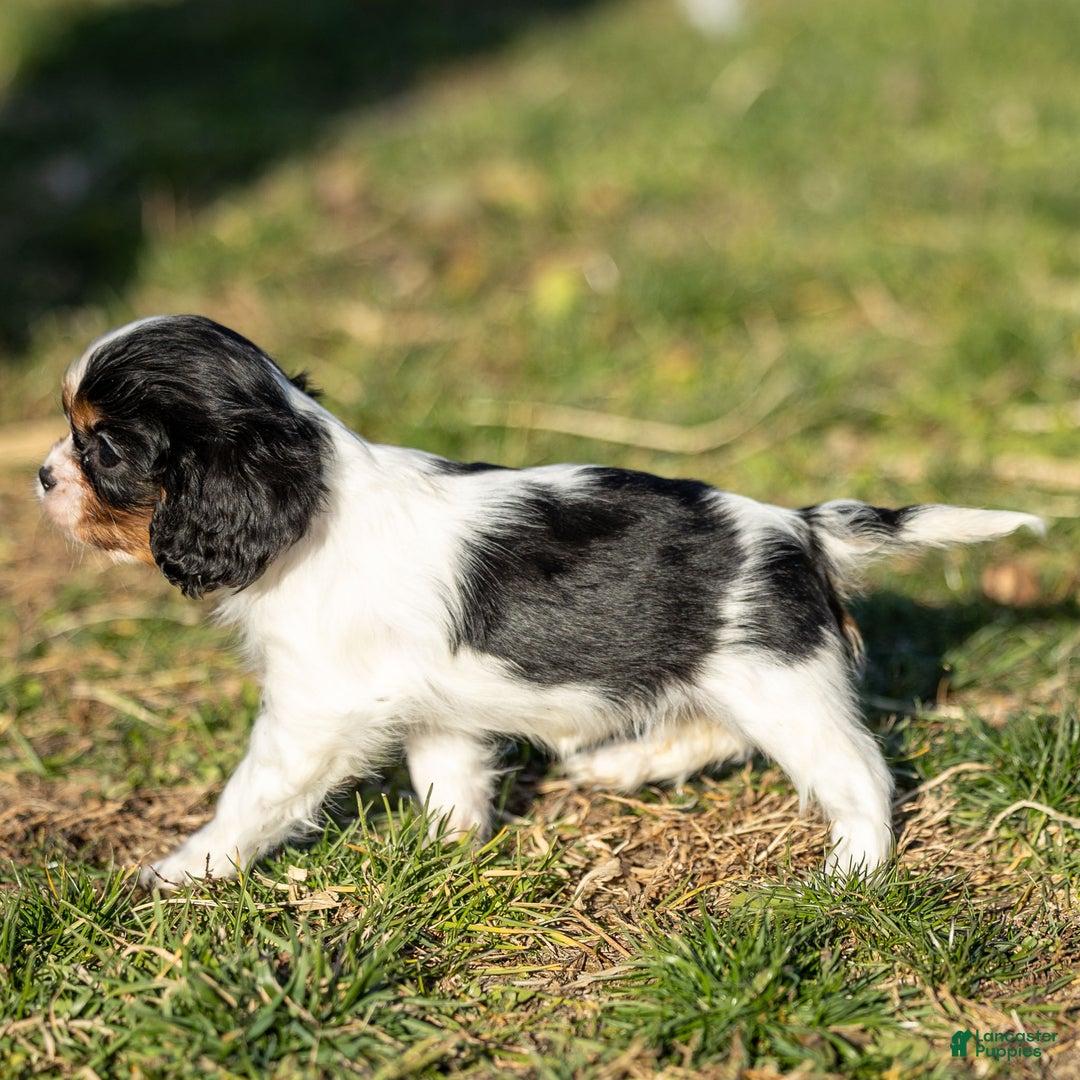 Cavalier King Charles Spaniel dogs for sale: Britney - Ad 5
