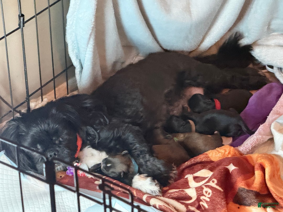 Shih Tzu dogs for sale: Raven - Ad 17