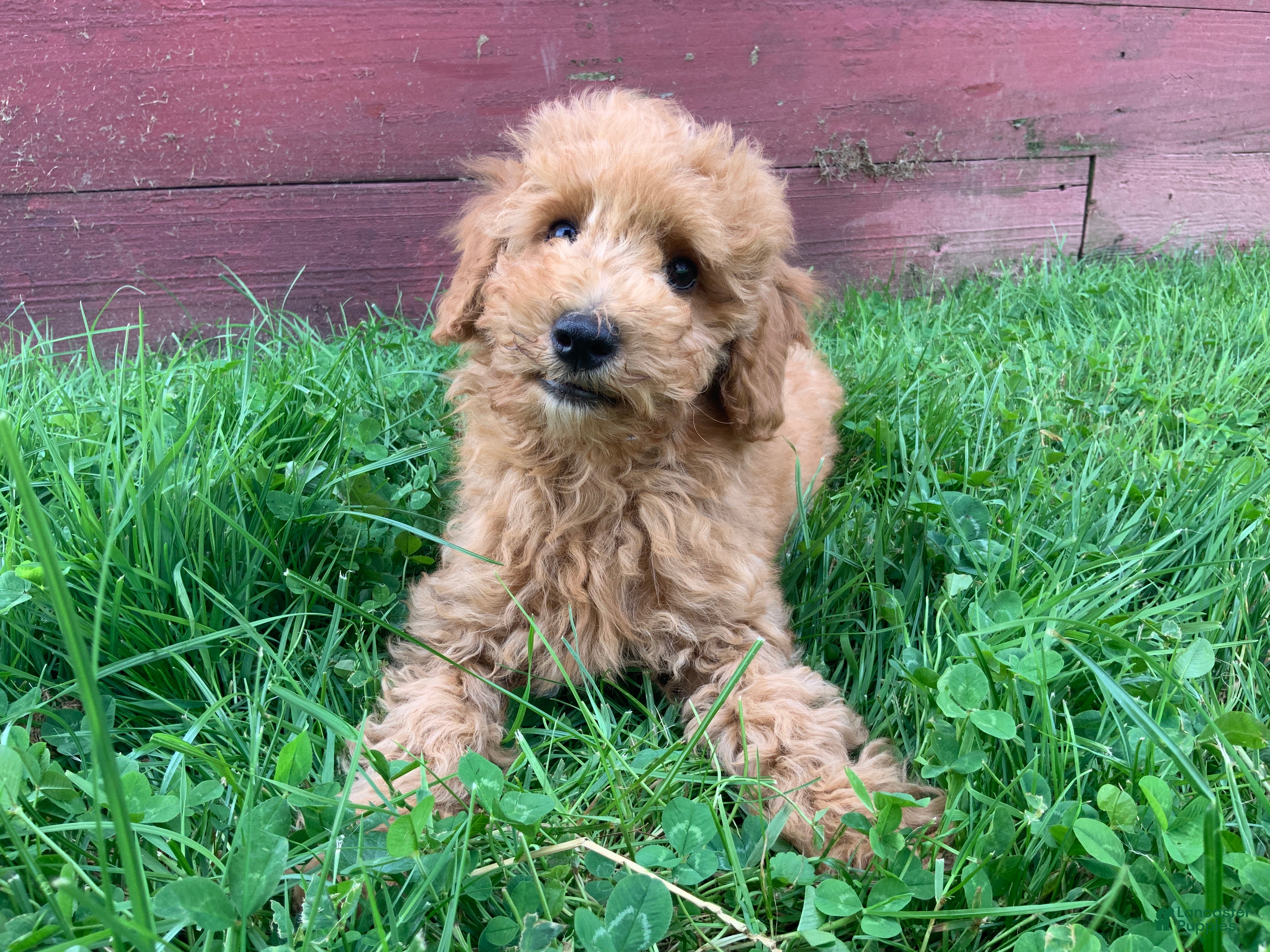 Miniature Poodle dogs Dicky - Ad 2