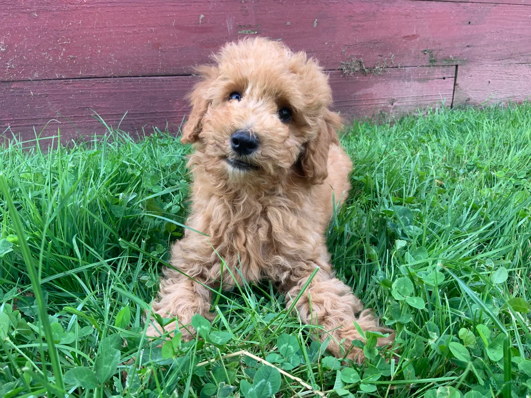 Miniature Poodle dogs for sale: Dicky - Ad 2