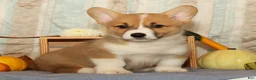 Welsh Corgi Pembroke dogs for sale: Oscar - Ad 4