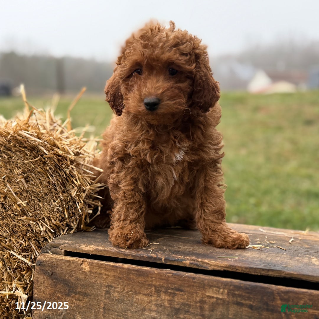 Irish Doodle dogs for sale: Fynn - Ad 8