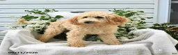 Goldendoodle dogs for sale: Mackenzie - Ad 5