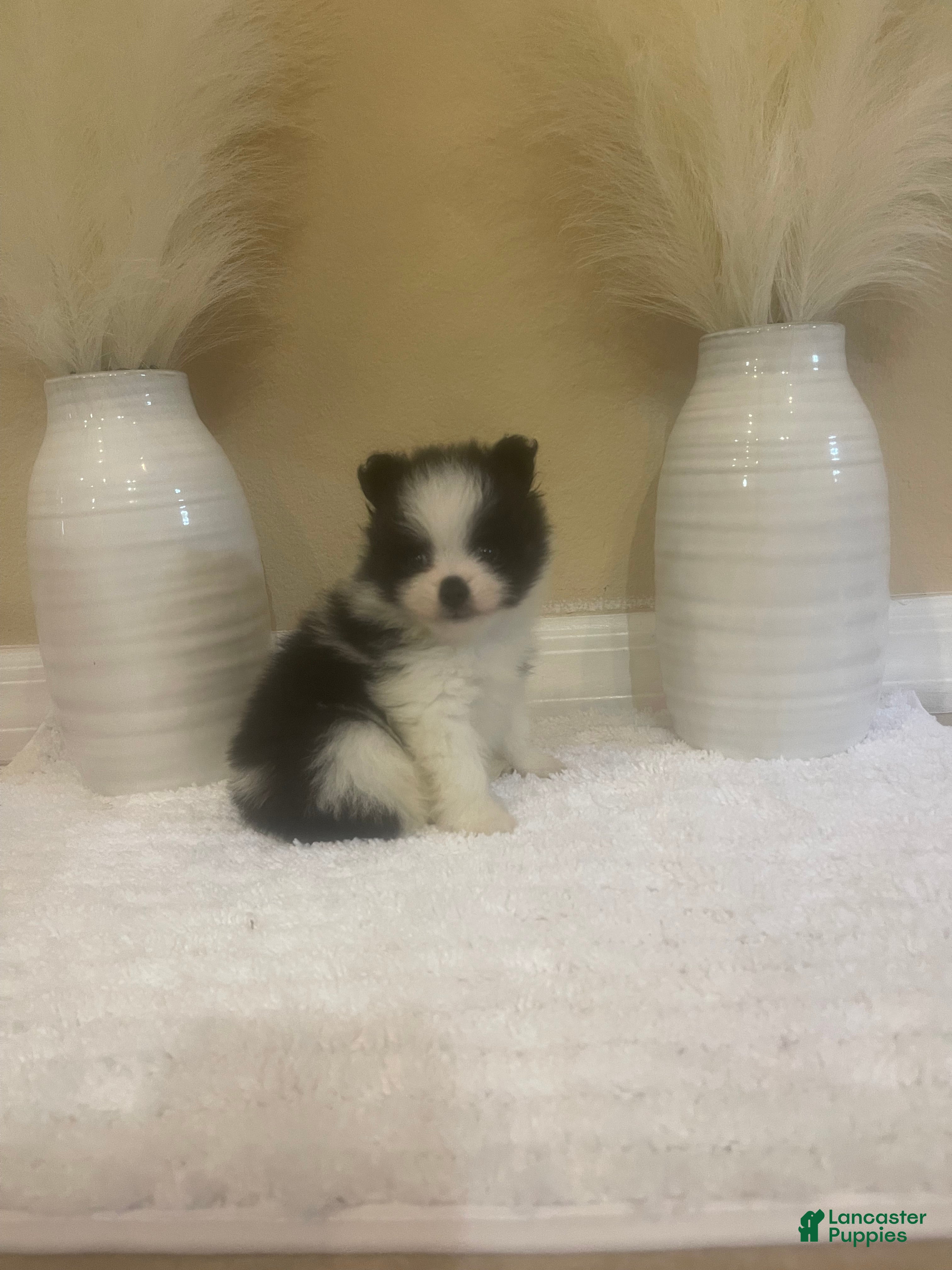 Pomeranian dogs for sale: Pomeranian 1 - Ad 1