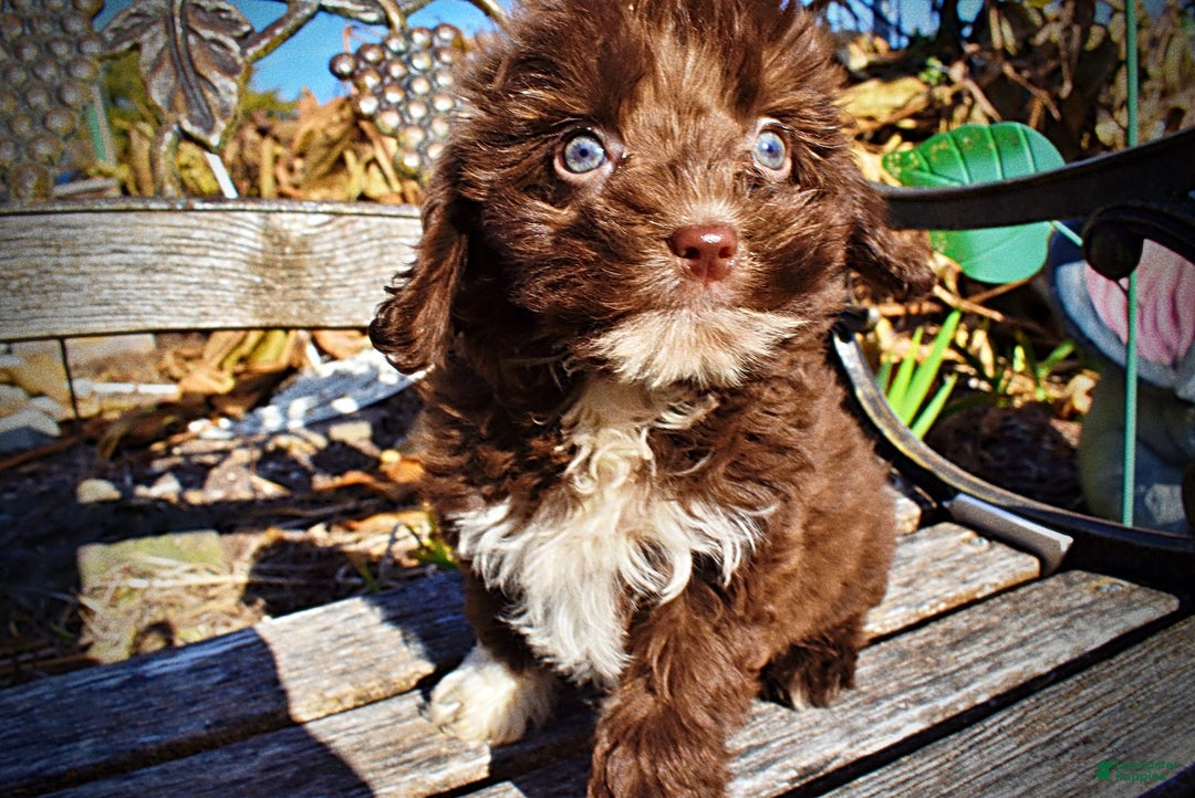 Havapoo dogs for sale: Ozzie - Ad 8