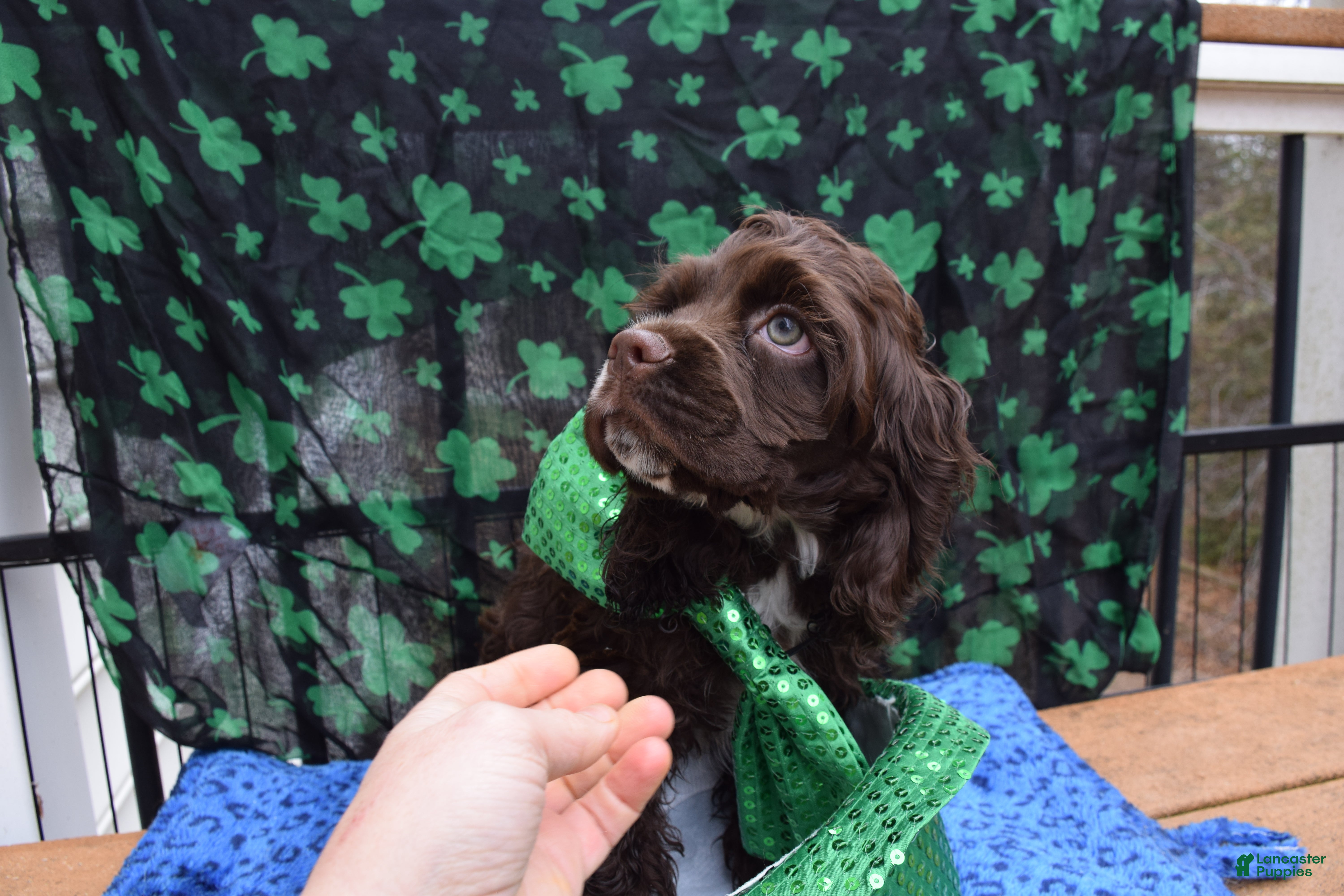 Cocker Spaniel dogs Teddy - AKC Cocker Spaniel - Ad 2