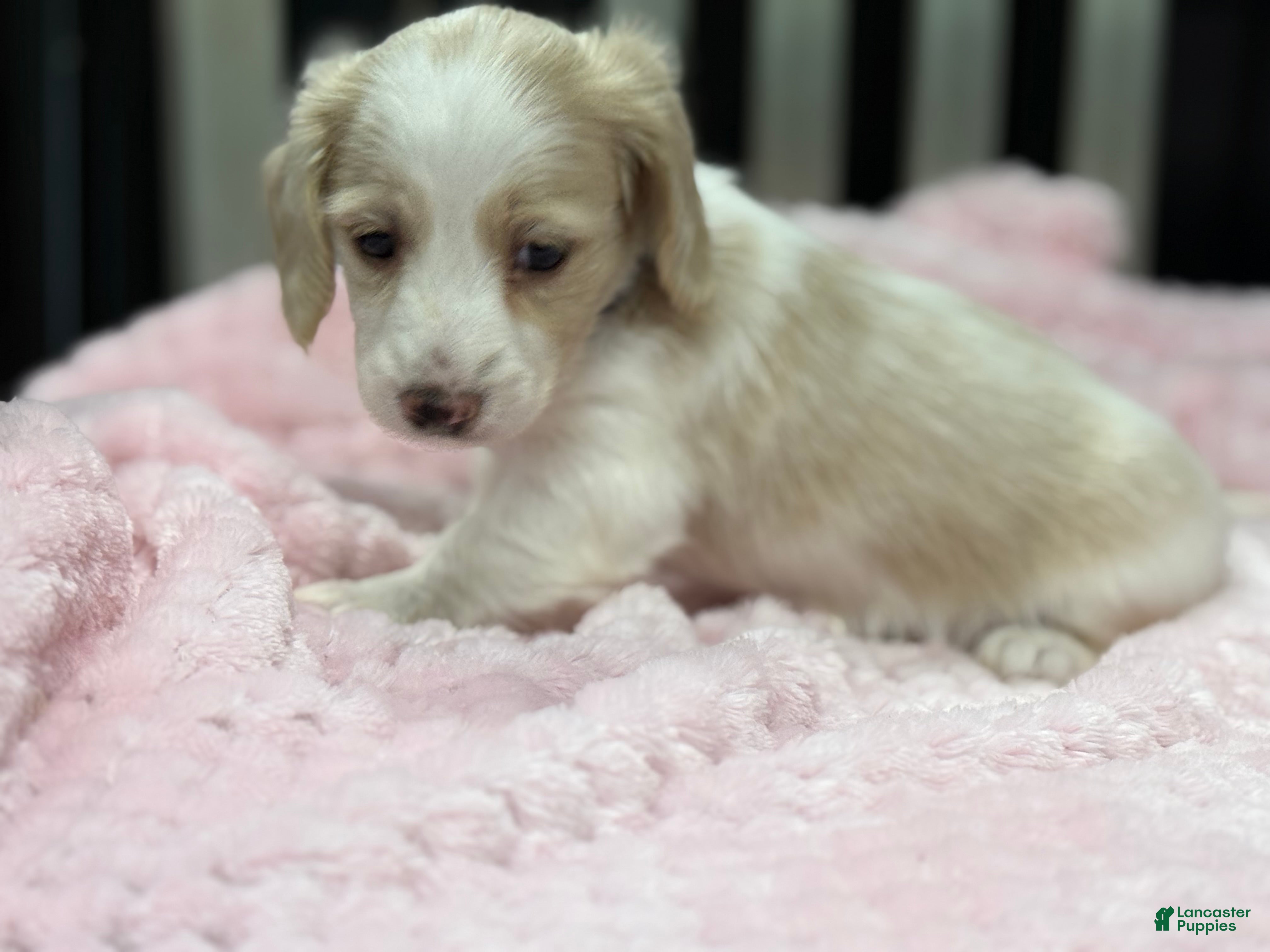 Miniature Dachshund dogs Blue collar girl  - Ad 37