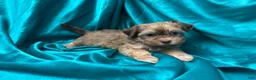 Havanese dogs for sale: Mack - Ad 3