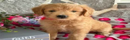 Goldendoodle dogs for sale: Nora - Ad 13
