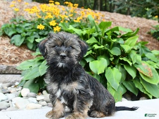 Shorkie dogs - Ad 11