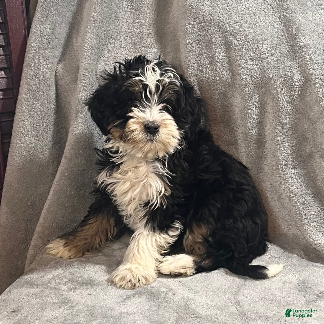 Mini Bernedoodle dogs for sale: Eden - Ad 3