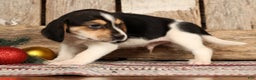 Beagle dogs for sale: Donner - Ad 4