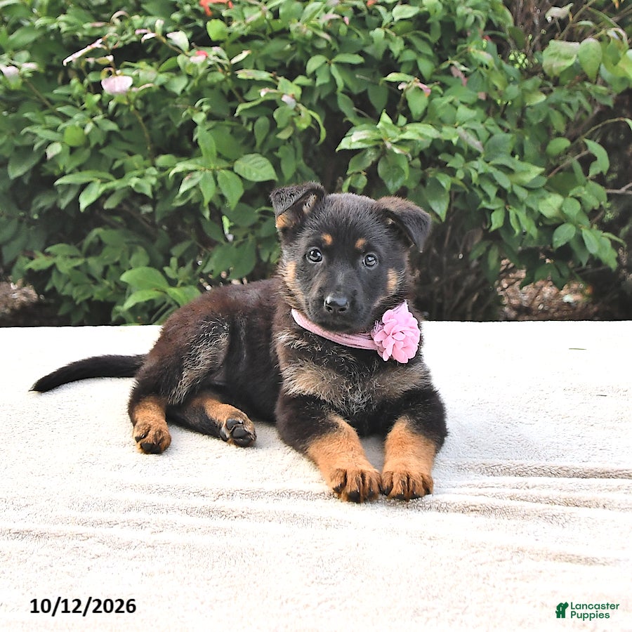German Shepherd dogs Amber - Ad 1