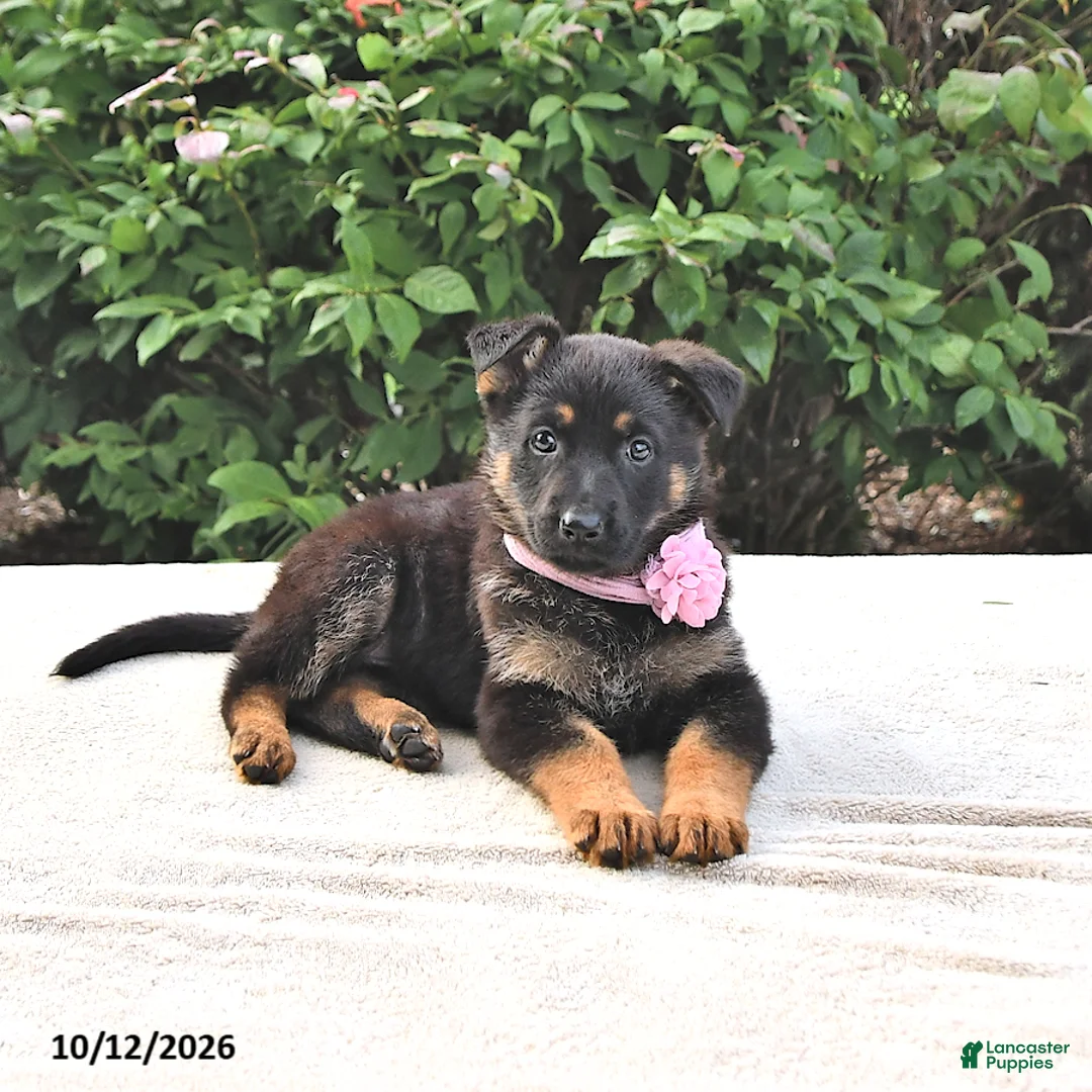 German Shepherd dogs for sale: Amber - Ad 1