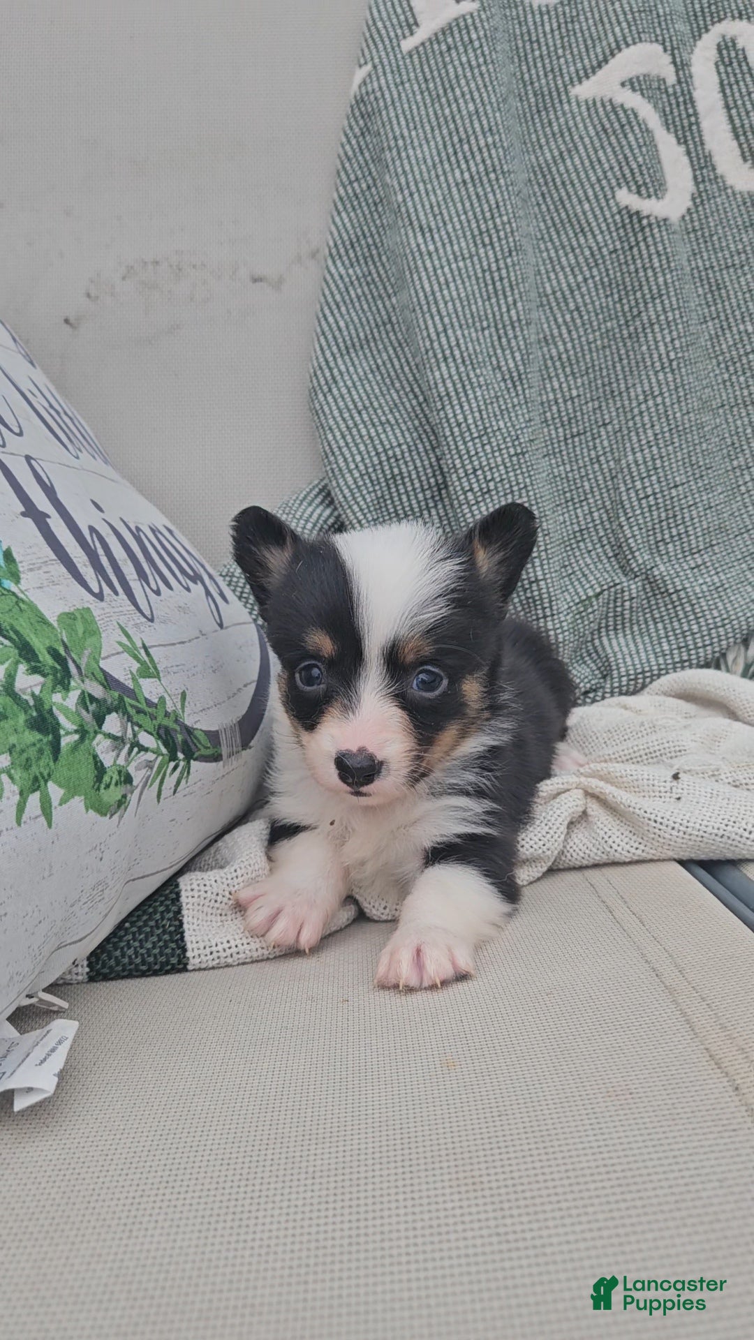 Mixed Breed dogs Rooster - Ad 21