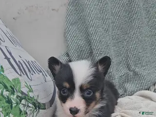 Mixed Breed dogs Rooster - Ad 21