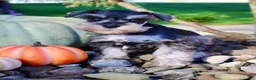 Miniature Schnauzer dogs for sale: Lily Female AKC Mini Schnauzer - Ad 2