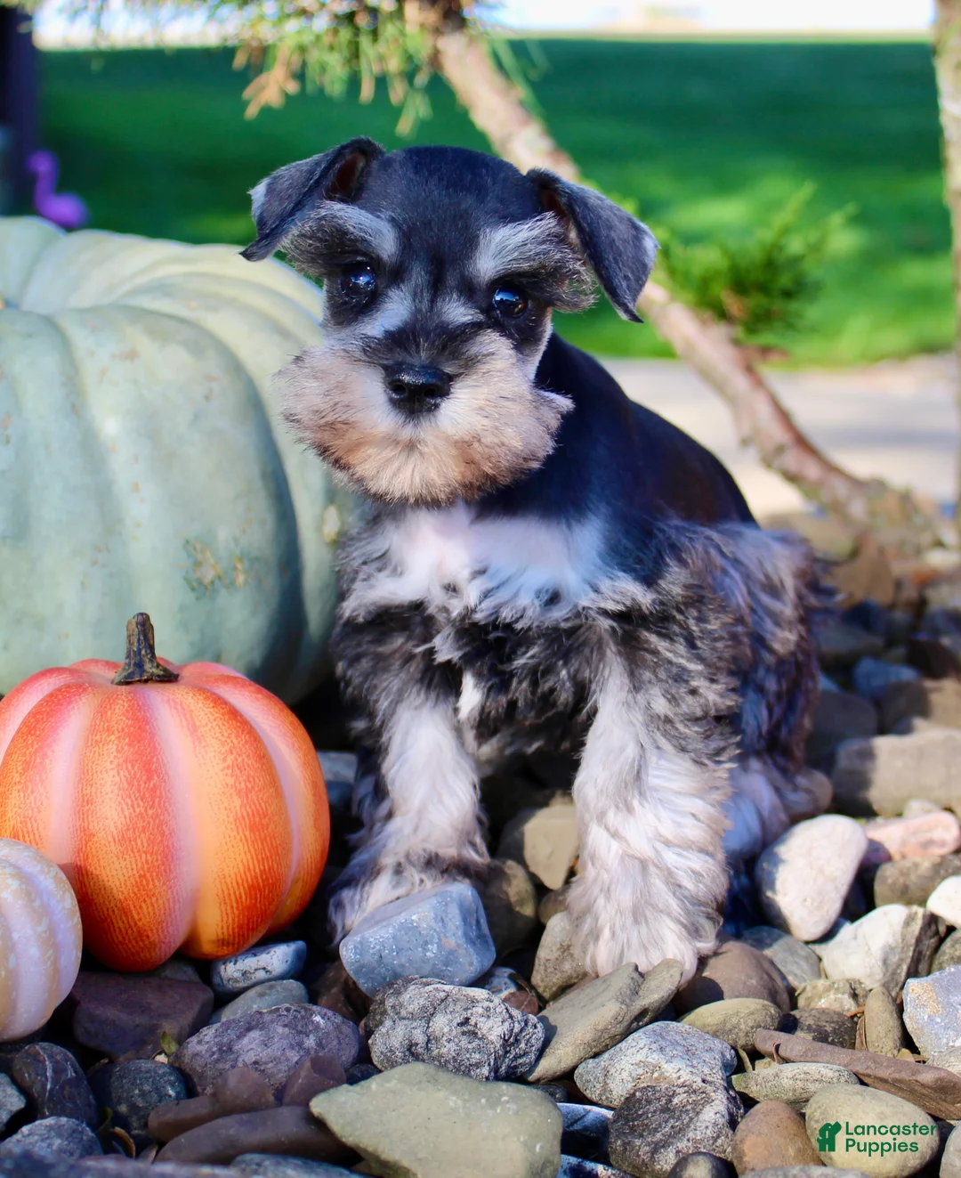 Miniature Schnauzer dogs for sale: Lily Female AKC Mini Schnauzer - Ad 2
