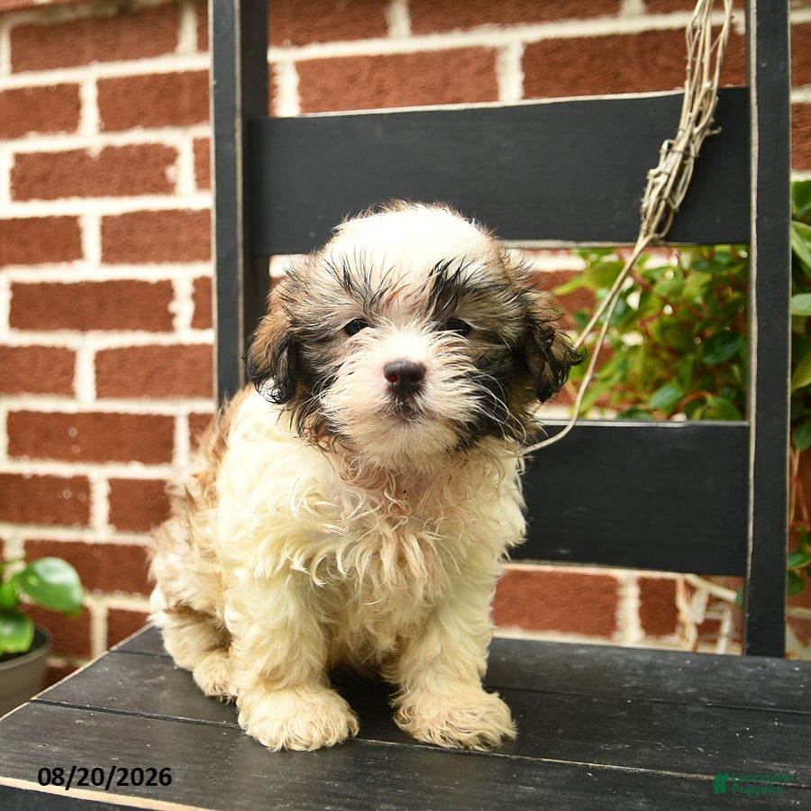 Malshi dogs Chester  - Ad 2