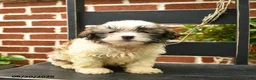 Malshi dogs for sale: Chester  - Ad 2