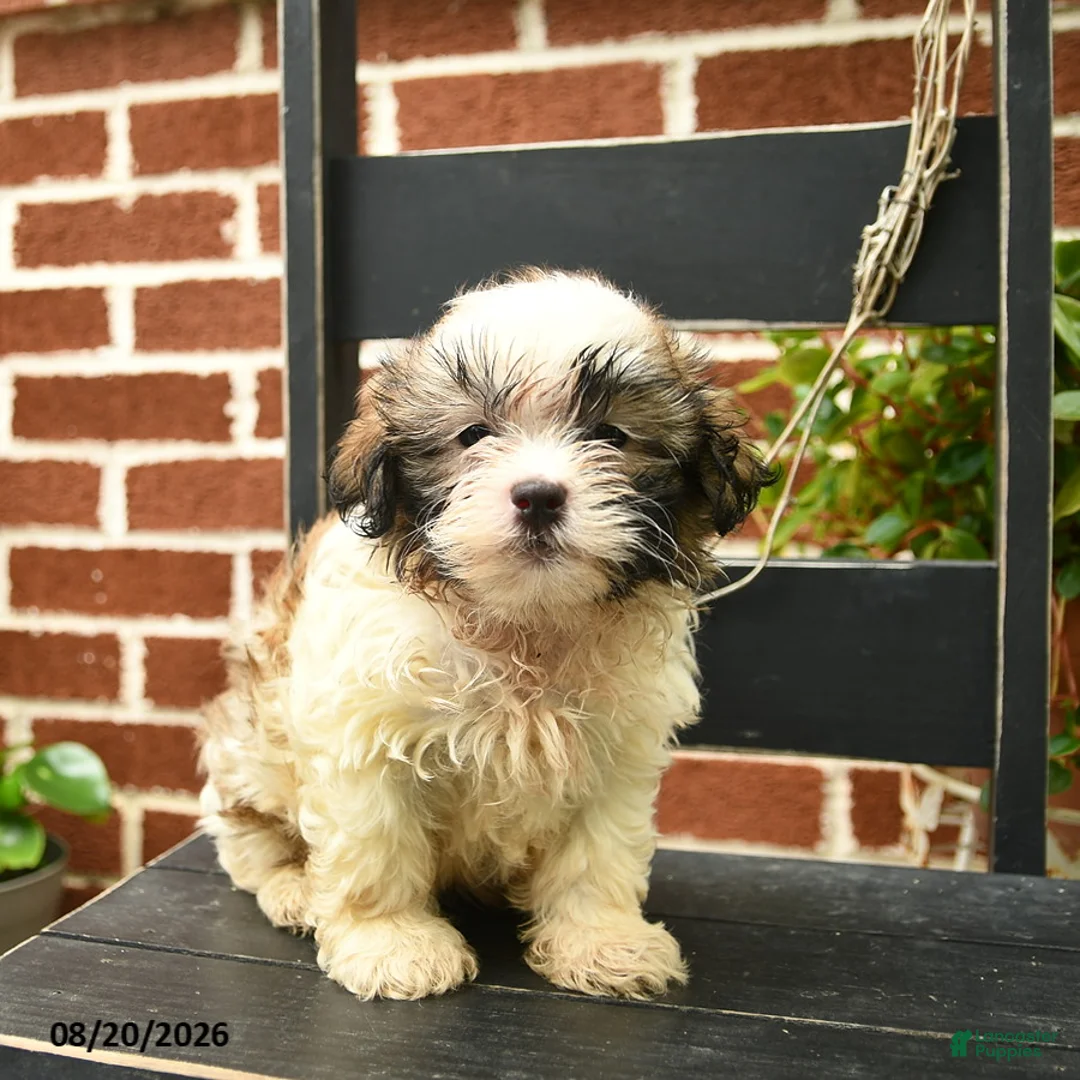 Malshi dogs for sale: Chester  - Ad 2