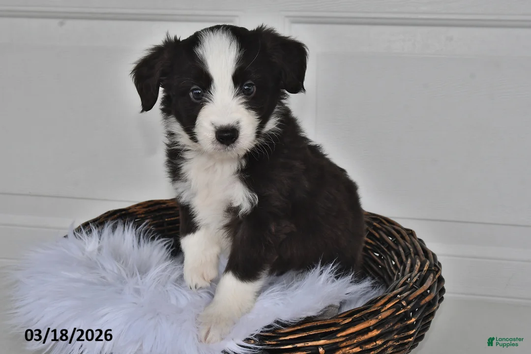 Aussiedoodle dogs for sale: Chloe - Ad 2