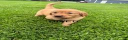 Golden Retriever dogs for sale: River - Ad 5