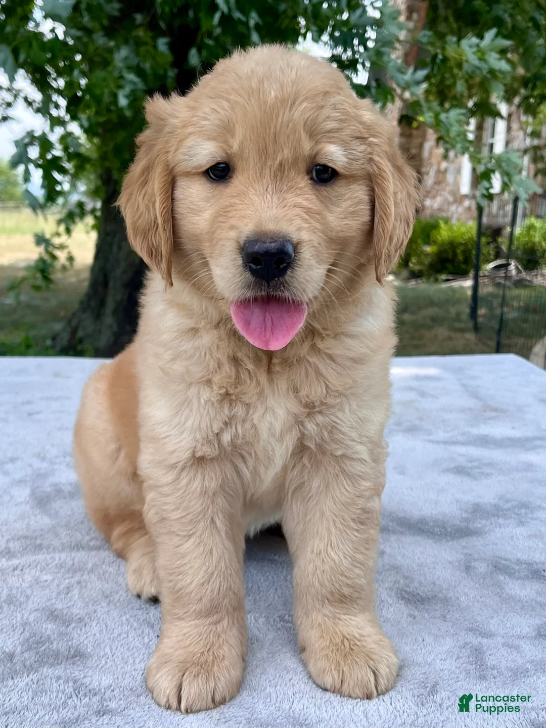 Golden Retriever dogs for sale: Duncan - Ad 1
