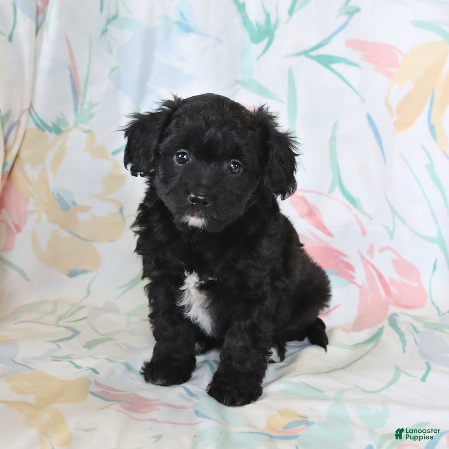 Mini Aussiedoodle dogs Pluto - Ad 1