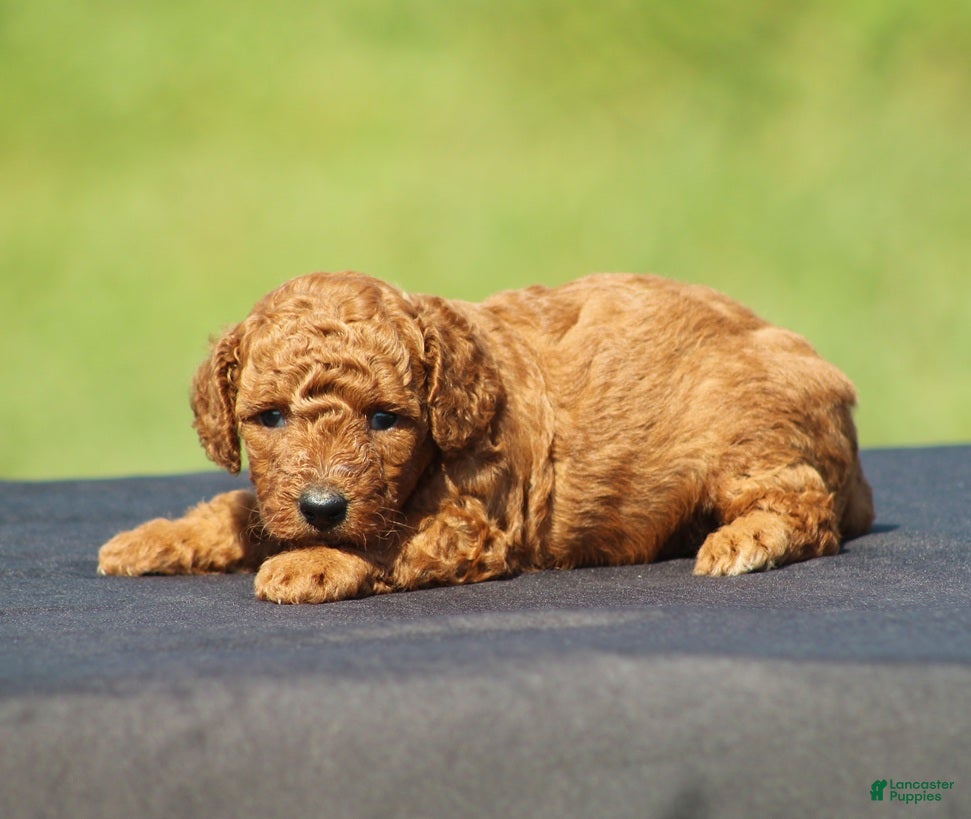 Toy Poodle dogs Asher - Ad 2