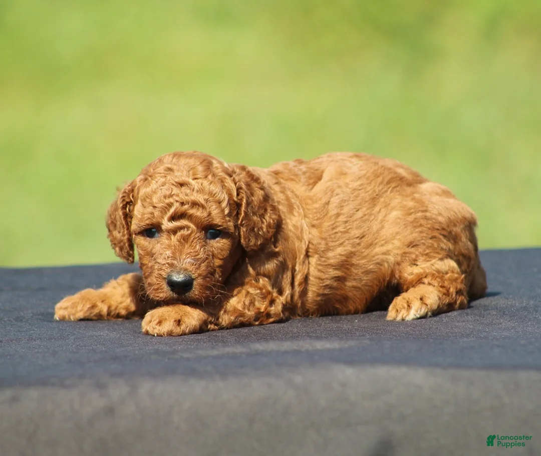 Toy Poodle dogs for sale: Asher - Ad 2