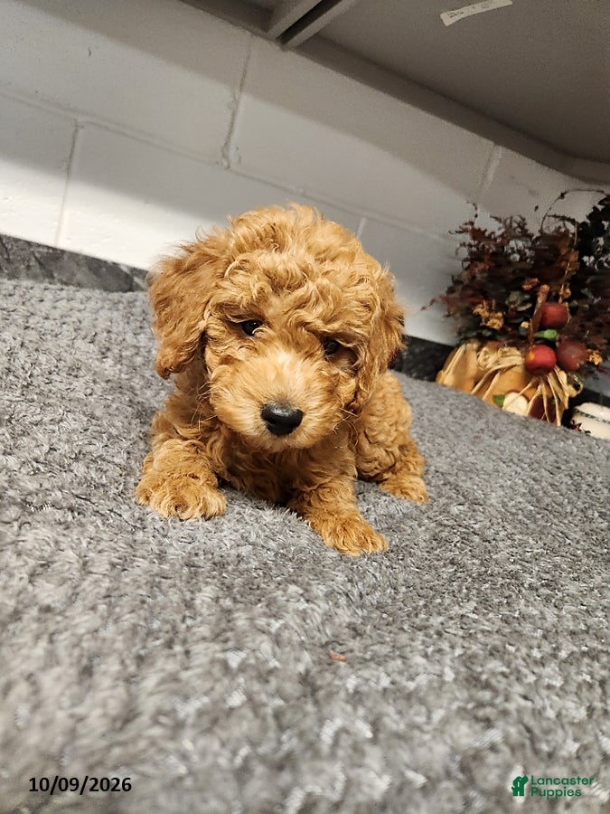 Mini Goldendoodle dogs Birdie - Ad 2