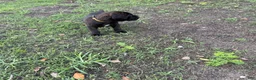 Cane Corso dogs for sale: Cane Corso Puppy 8 - Ad 3