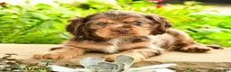 English Cocker Spaniel dogs for sale: Larry - Ad 2
