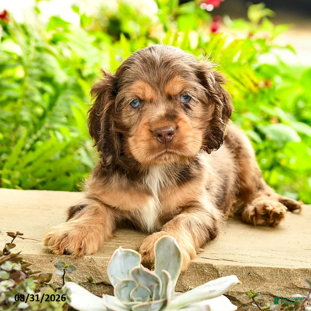 English Cocker Spaniel dogs for sale: Larry - Ad 2
