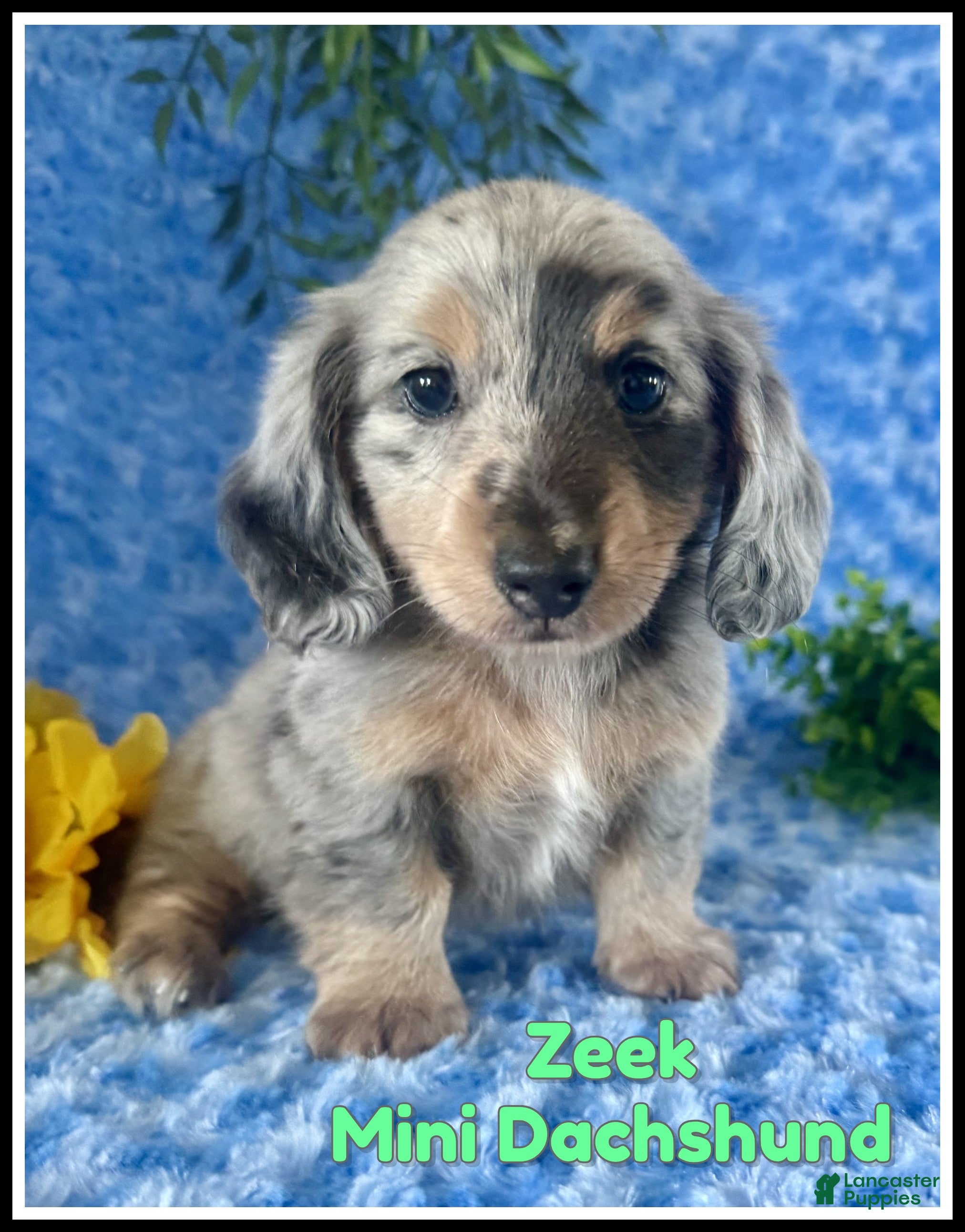 Miniature Dachshund dogs Zeek - Ad 1